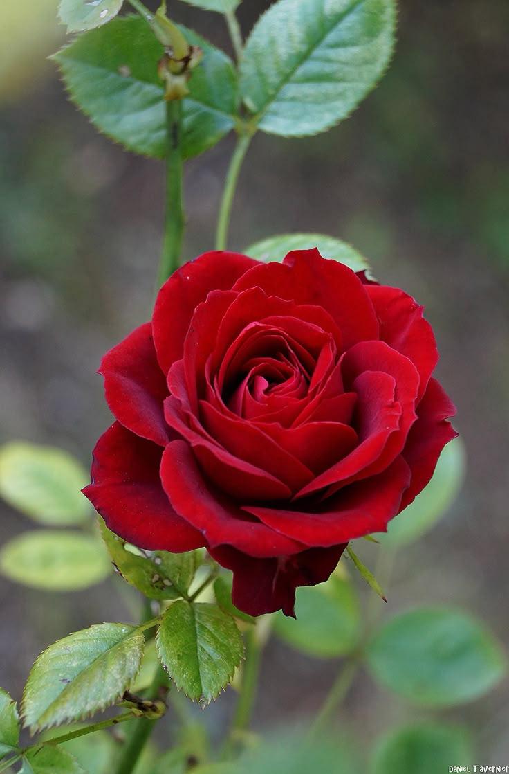 Celestial Blooms: Nightfall's Fragrant Grace